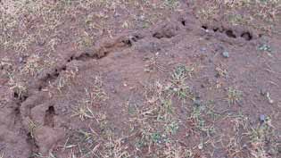 Mollen spelen een niet onbelangrijke rol in de luchthuishouding in de bodem. De storende molshopen kunnen verspreid worden over het gazon of gebruikt worden als potgrond.