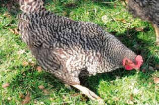 Naar de kippen ermee Kippen zijn uitgesproken alleseters. Gekocht kippenvoer bestaat voor een groot deel uit granen en zaden.