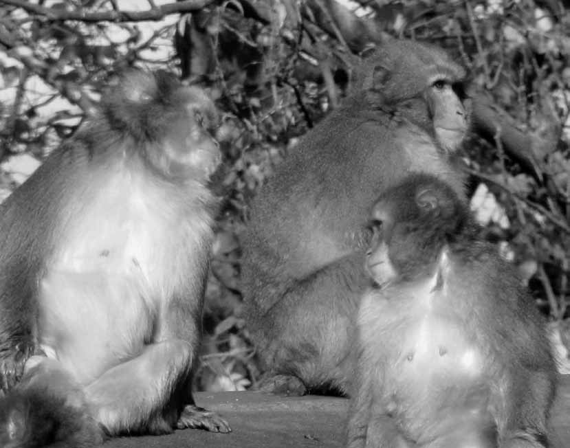80 t m g 12 [2] er is iets met de dieren Bij de makaken werd in 1953 in Japan voor het eerst onomstotelijk aangeleerde cultuur bij dieren ontdekt: het wassen van aardappelen in zeewater.