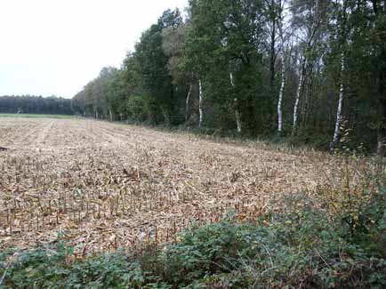 Afbeelding 7: Te scherpe overgang van bos naar akker aan de rand van de Deurnese Peel. Foto: Jeroen van Delft Ook de veranderde landbouwpraktijk heeft gezorgd voor minder mantel- en zoomvegetaties.