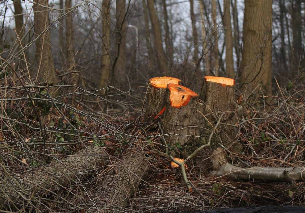 pagina 56 verkenningen pagina 57 reduceren, terwijl de toegevoegde waarde van het geoogste hout in de vorm van pellets het landschapsonderhoud zou moeten financieren.