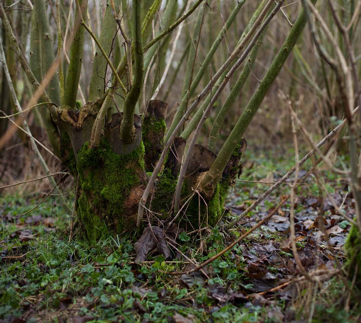 pagina 60 verkenningen pagina 61 #7.4 Groen goud uit landschapsonderhoud Regionale biomassawerf verbindt vraag en aanbod Bij landschapsonderhoud komt veel houtige biomassa vrij.