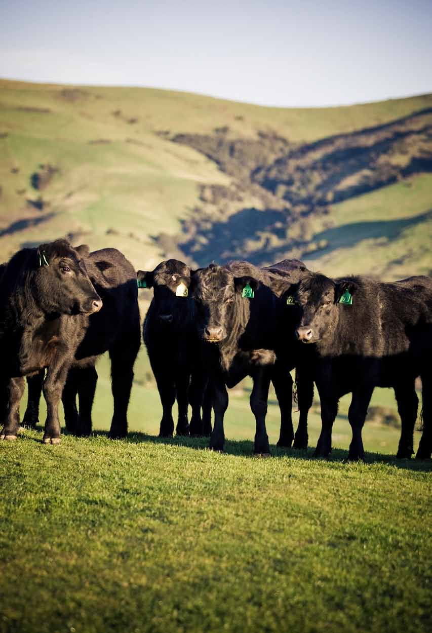 Kwaliteits rundvlees uit Nieuw-Zeeland Uniek en betrouwbaar merk Grasgevoerd van de