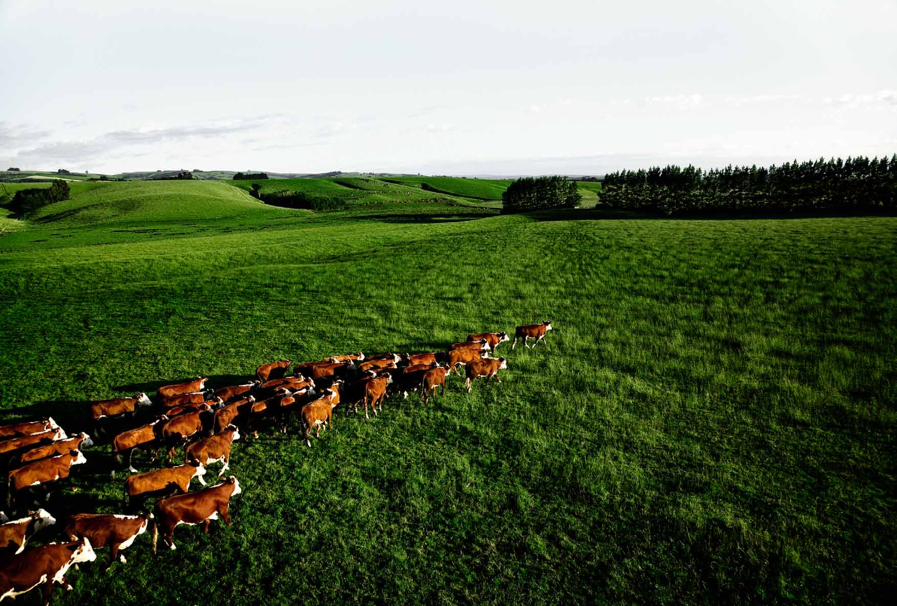 Kwaliteits rundvlees uit Nieuw-Zeeland Silver Fern Farms Runderribeye (prime steer) Runderstriploin (prime steer) Runderhaas 3/4 lbs z/ket (prime steer) Runderhaas 4/ lbs z/ket (prime steer)