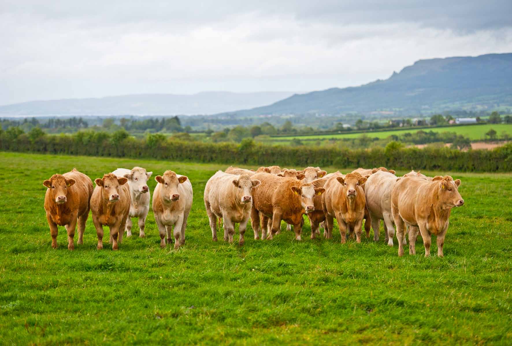 Gras gevoerd rundvlees uit Ierland Foyle/Cattlemans/Blackmoran Angus Redman Limousin/Glenslieve Hereford Runderfijne rib Runderribeye Runderdunne lende + z/ket Runderhaas z/ket 1.
