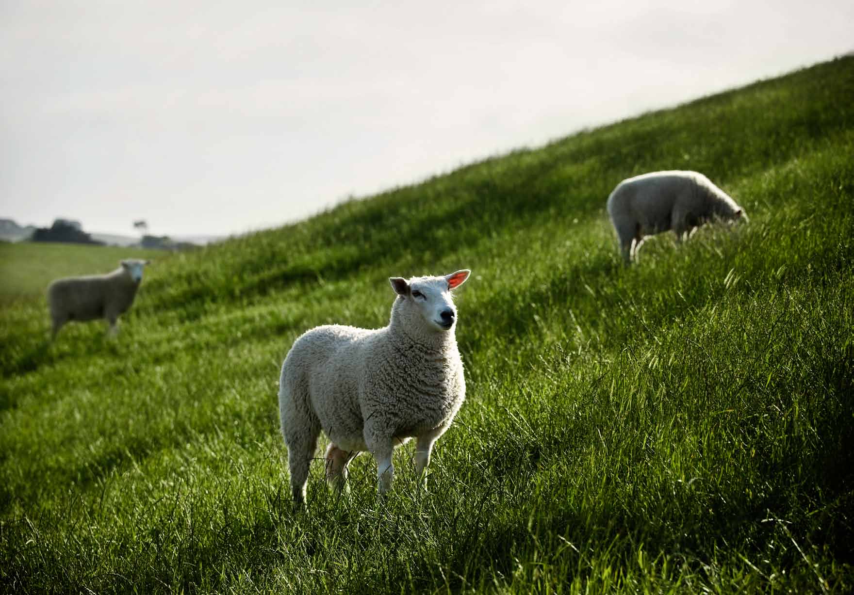 Kwaliteits lamsvlees uit Nieuw-Zeeland Silver Fern Farms Lamsbout m/bilpijp cryo Lamsbout z/been cryo Lamsrug 1 rib 2 mm cryo Lamschumps ontvet vac Lamshaas o/s Lamsfilet haasgedeelte gevliesd cryo
