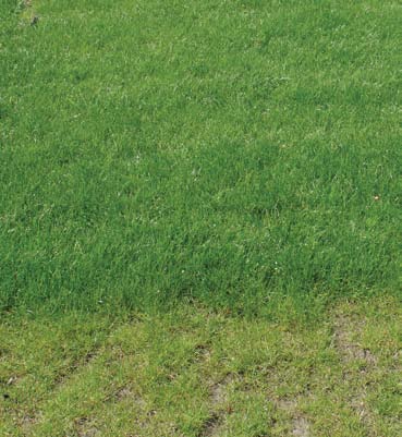 AANLEG VAN GRASZODEN De voorbereiding is exact de zelfde dan bij aanleg van gazon.