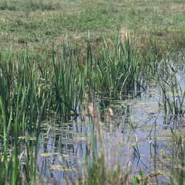 Deze folder gaat over het herstellen van natte natuurparels in Noord-Brabant. Dit zijn belangrijke natte natuurgebieden met bijzondere ecologische waarden die afhankelijk zijn van water.