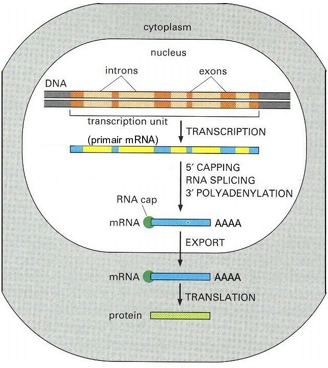 Transcriptie (3) DNA bevat niet-coderende volgorden (introns, coderende volgorden heten exons) die in het RNA worden gekopieerd; deze worden via het proces van splicing eruit gehaald.