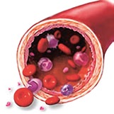 April Bloedbeeld 9 Slagader Ader In groen: het skelet van de endotheelcellen In rood: de randen van de endotheelcellen Slagader endotheelcellen!