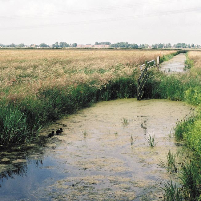 Het bedrijf van Nils Spaans omvat 115 ha grasland en water, inclusief 65 ha weidevogelgebied. Hiervan is 25 ha eigen natuurgebied en 40 ha gepacht bij SBB.