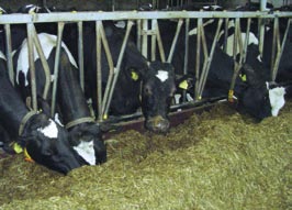 Voor de koe zelf is het ook niet gezond om in de droogstand in conditie terug te lopen.
