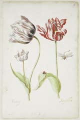 Alle lof voor Jacob Marrel (Twee tulpen met insecten, Jacob Marrel, 1624-1681) Het is vrij eenvoudig om de prachtige tulpen