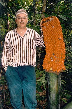 Bestuiving en bevruchting Het bestuivingsmechanisme van Amorphophallus is een list om zelfbestuiving te voorkomen.