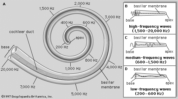 huidige golfbeweging versterkt en kunnen we nog veel preciezer horen welke frequenties het geluid heeft. Figuur 9. Werking cochlea.