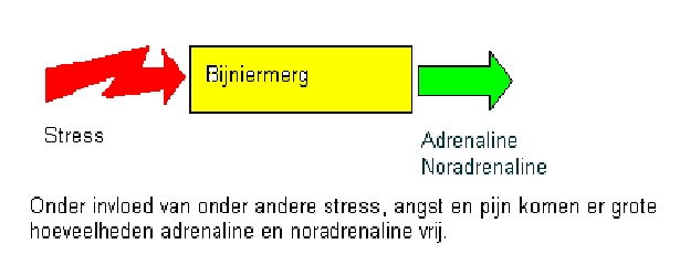 Adrenaline en noradrenaline hebben een aantal belangrijke effecten op het lichaam. De hartslag versnelt en de kracht van het samentrekken van de hartspier vergroot.