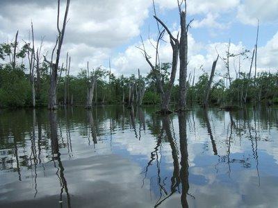 van Suriname ter identificatie van vervolg project ideeën Een afstudeerverslag ingediend ter afronding van de