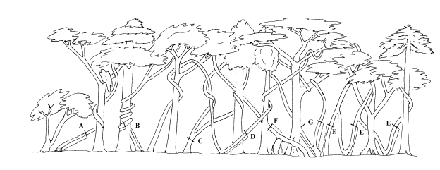 als zij >20 (alle subplots) of >5 cm dik (in 2 subplots) zijn. Noteer een P op het veldformulier bij in de kolom remarks.