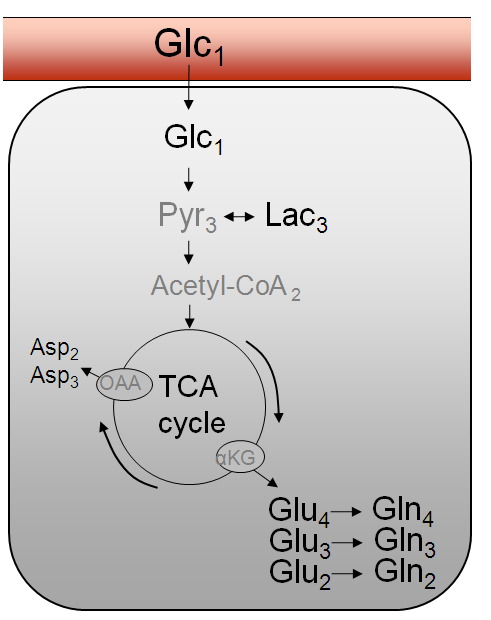 Promotie inhoud / typische werkzaamheden Cerebral glucose metabolism in diabetes Normal and hypoglycemic conditions investigated by dynamic 13 C magnetic resonance spectroscopy Protocollen opzetten