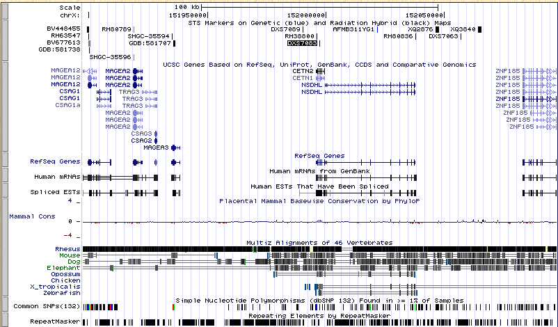 UCSC Genome Browser: DXS52 Submit DXS52: STS Marker DXS7083 Coördinaten opschrijven: chrx:151,897,379-152,097,452 UCSC Genome Browser Tables: Table Browser Eigenschappen: -