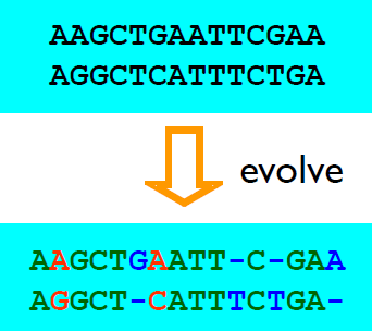 Biological classification Pairwise sequence similarity Pairwise sequence similarity = nagaan verband tussen 2 sequenties door vergelijking Pairwise alignment = 2 sequenties positie per positie