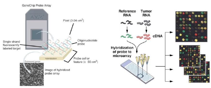 DNA microarrays to assay gene expression Microarray data processing Microarray data processing = analyse genexpressie met behulp van