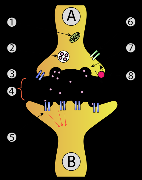 Het neuron en de prikkeloverdracht A - presynaptisch neuron B - postsynaptisch neuron 1 - mitochondrion 2 - blaasje vol met neurotransmitter 3 -