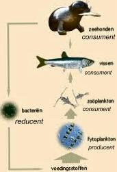 2 Plant en energie Het proces waarin zonne-energie wordt vastgelegd in organische stoffen heet fotosynthese ofwel koolstofassimilatie Fotosynthese Bij fotosynthese worden brandstoffen gemaakt die