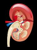 De nier speelt een belangrijke rol bij de glucosehomeostase Glucose uit voeding Glucose verbruik Nier