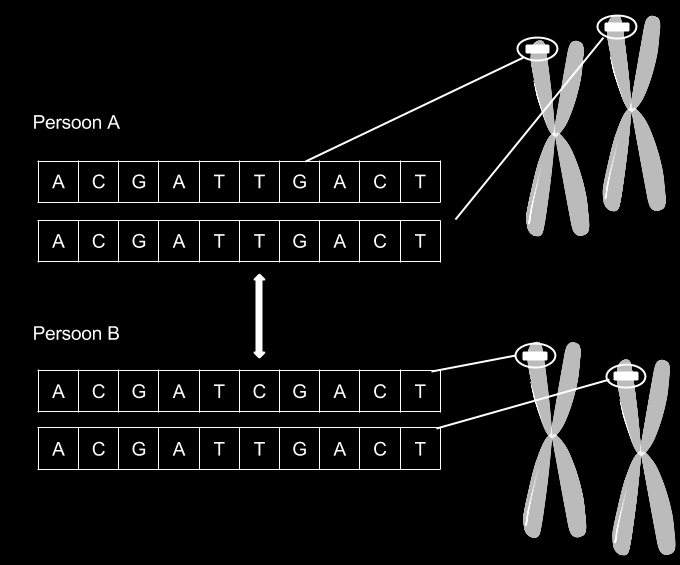 2. Achtergrond genoomanalyse Het genotype is de specifieke combinatie van allelen die samen het DNA van één individueel organisme vormen, m.a.w. de chemische invulling van het DNA.