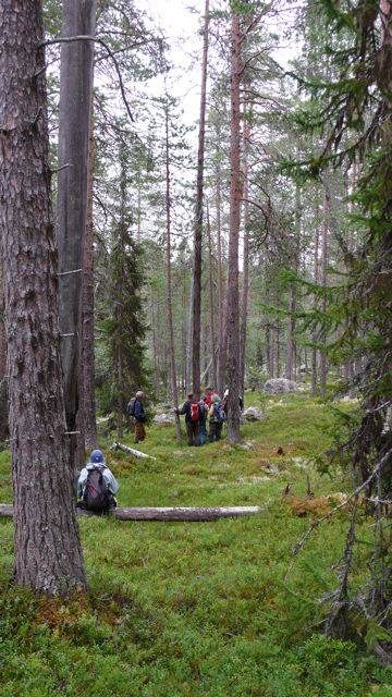 Sebastian, hier naast een meer dan 500 jaar oude boom, liet ons een van de weinige overgebleven Zweedse oerbossen indringend ervaren.