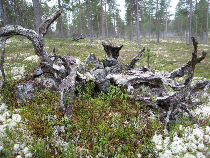 Karmaråsen (9 augustus, kaart 1) Sebastian Kippru heeft ons rondgeleid in het natuurreservaat Karmaråsen.