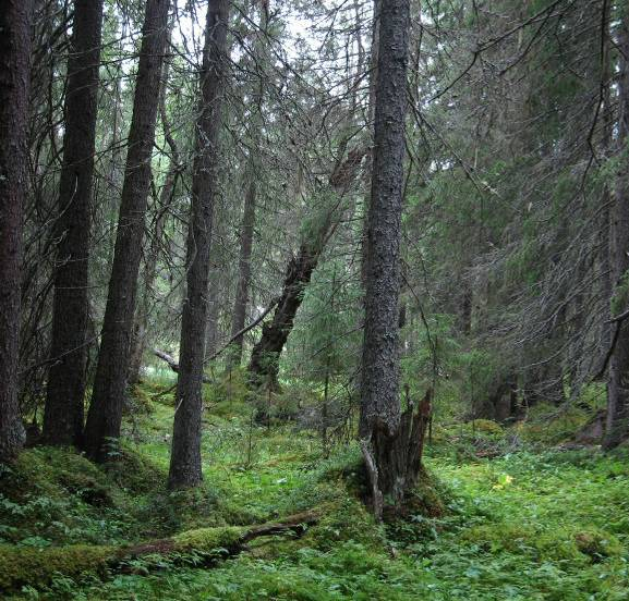 Al het andere bos is al eens gekapt geweest. De sfeer in Karmaråsen wordt bepaald door hangende korstmossen, druipend vocht en een meters dik pakket van verrot hout en mos.