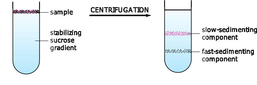 Figuur 3.5 Een voorbeeld van differentiële centrifugatie met verschillende snelheden.