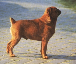 Etnografie 18/22 Nachtvlinderhondje (Espagneul Phalene) Franse Bulldog als vorige, maar met hangende oren Bichon à Poil Frisé kort, gedrongen; breed hoofd; wipneus; duidelijke stop; grote ronde ogen;