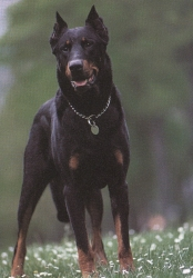 Etnografie 2/22 Duitse Herder Beauceron variatie van haarkleuren; 3 beharingsvormen (stockharig (meest), langstockharig, langharig) Briard kortharig; zwart&roodbruin (doet denken aan Dobermann); hoog