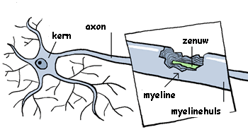 Witte en grijze stof Met de grijze stof ( de grijze massa in je hoofd ) kan je dingen herkennen, nadenken, leren of je spieren opdracht geven om te bewegen De witte stof zijn de