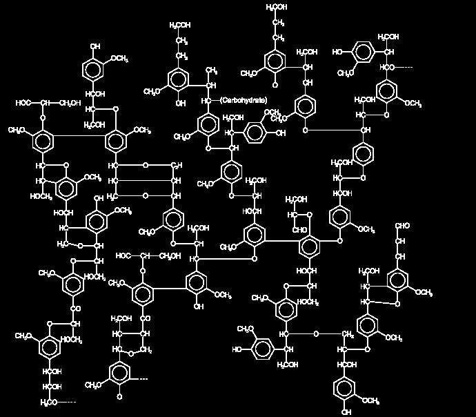 Houtrot Lignine (of houtstof): complexe macromolecule met wisselende samenstelling Lignine is bruin, amorf en stijf Houtrot Cellulose is wit, kristallijn en sterk bestand