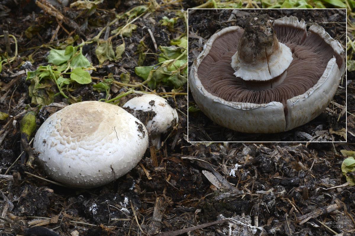 Agaricus