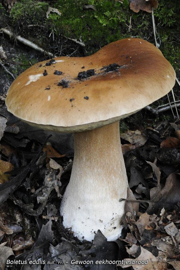 Sporee wit Boletus