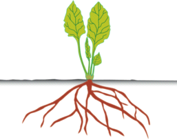 Dit omvat bijvoorbeeld generieke methoden voor staalvoorbereiding, DNA-bibliotheek preparatie en NGS en houdt vier basisapplicaties voor ogen: genotyping-by-sequencing, targetted resequencing, 16S