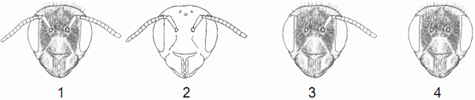 onderzocht. Naast de normale bijen (1) beschikte men over bijen zonder haarvormige zintuigen op de kop (2), met slechts één antenne (3), of zonder beide antennes (4).