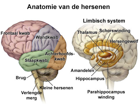 FRONTAALKWAB PARIËTAALKWAB HIPPOCAMPUS UITLEG Tijdens het leren zijn verschillende gebieden van je hersenen aan het werk.