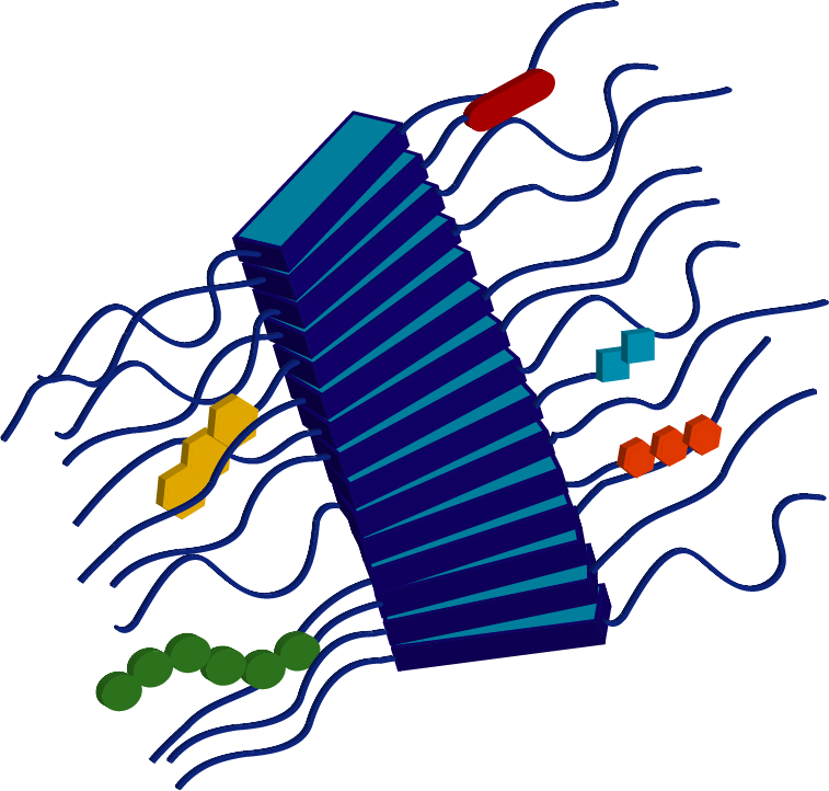 C 2 * n cell-adhesion peptide GRGDS