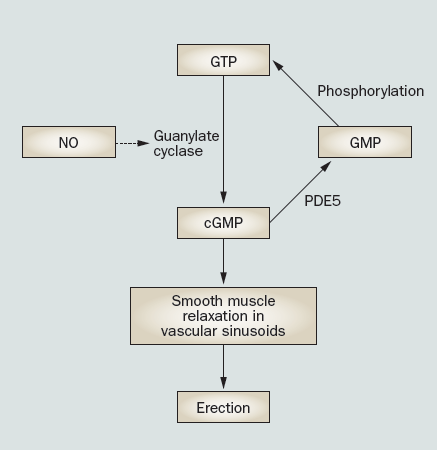 non-cholinerge (NANC) neuronen met als gevolg dat stikstofoxide ontstaat die zich verspreidt in de gladde spieren van de cellen.