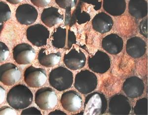 Concreet voor imkers is men bezig met een provinciale verordening waarbij heidegebieden makkelijker toegankelijk worden voor imkers met hunbijen.