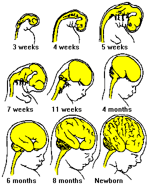 Wij komen ook aan de beurt: Neonicotinoiden kunnen de ontwikkeling van een kind negatief beinvloeden, met name de ontwikkeling van hersenen Kimura-Kuroda J et al. (2012) PLoS ONE 7(2): e32432. doi:10.