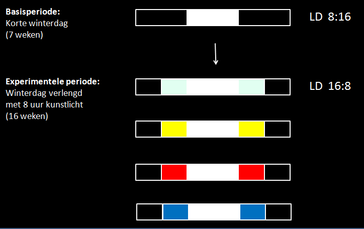 De kleur van het licht was verschillend per groep: groep 1: groep 2: groep 3: groep 4: een combinatie van geel (592 nm), rood (630 nm) en blauw (462 nm) licht monochromatisch geel licht (592 nm)