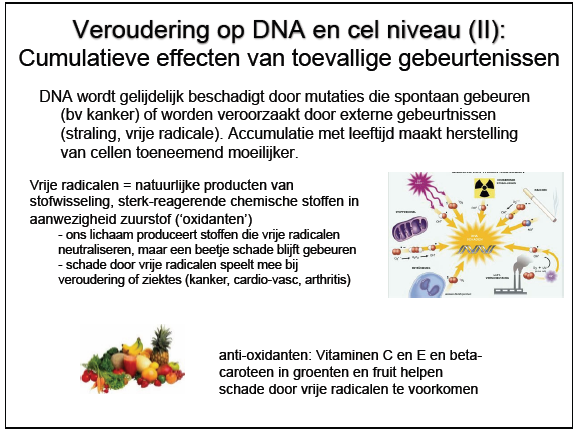 Toevallige gebeurtenissen Mutaties veroorzaakt door DNA wordt geleidelijk beschadigd bij cumulatie van verschillende mutaties => Celherstelling en vervanging worden minder efficiënt vaak