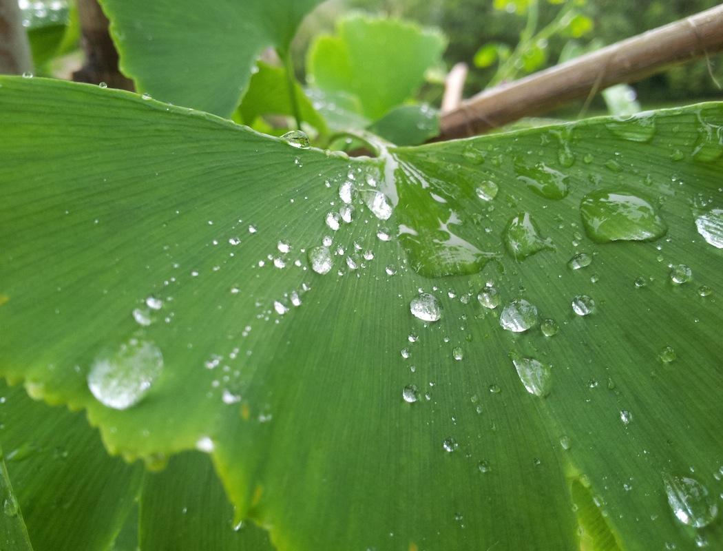 De zomer is voorbij en de herfst komt eraan Het najaar is een goede periode om te reinigen middels een Ayurvedische massage.